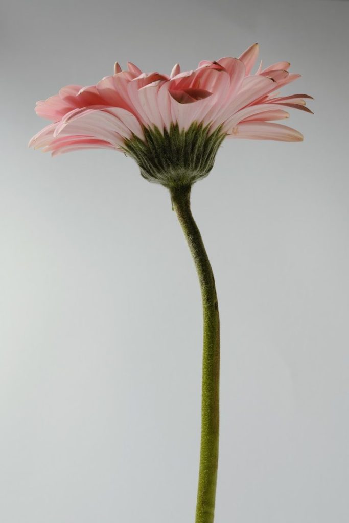 A single pink gerbera daisy on a light background